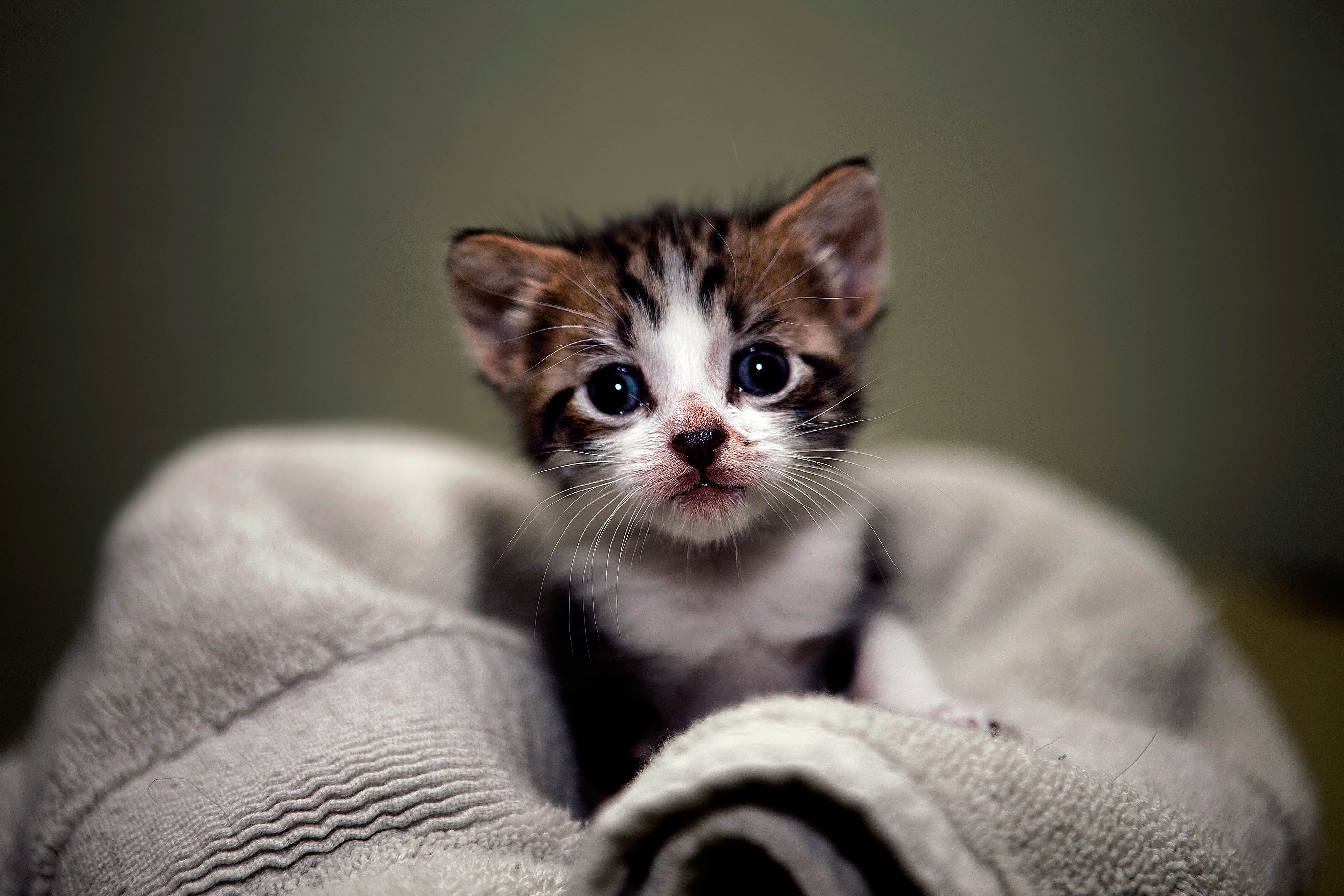 206 2063899 cute kitten images hd