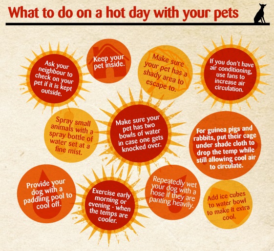 what to do on hot days with your pets