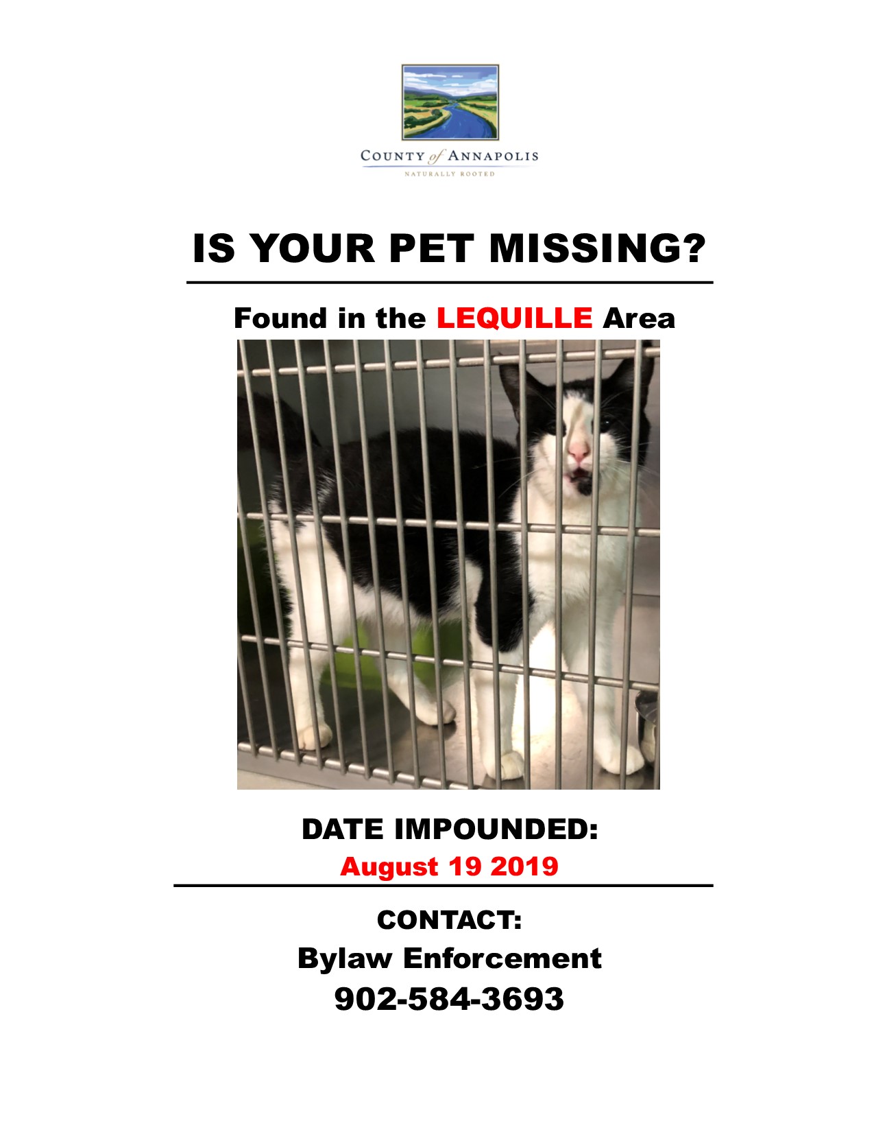 LEQUILLE CAT pregnant