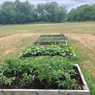 backyard garden