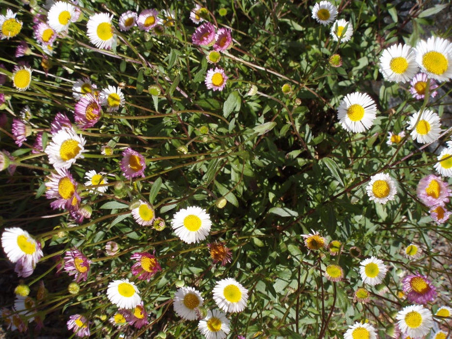 daisies
