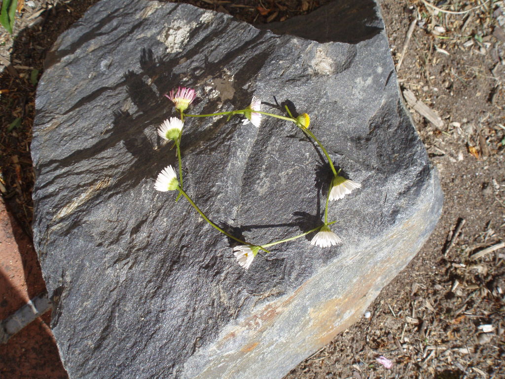 daisy chain