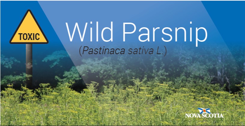wild parsnip pic